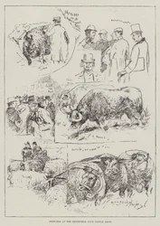 Sketches at the Smithfield Club Cattle Show